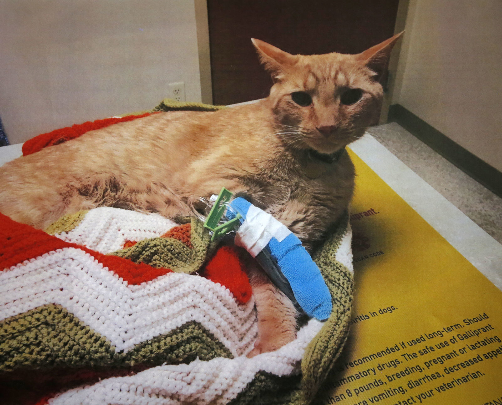 Louie the cat